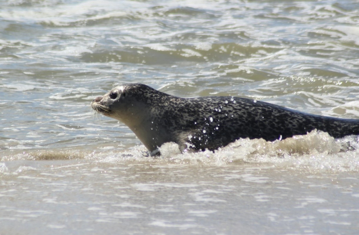 Met je auto de boot op: naar welk Waddeneiland mag dat eigenlijk?