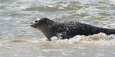 Met je auto de boot op: naar welk Waddeneiland mag dat eigenlijk?