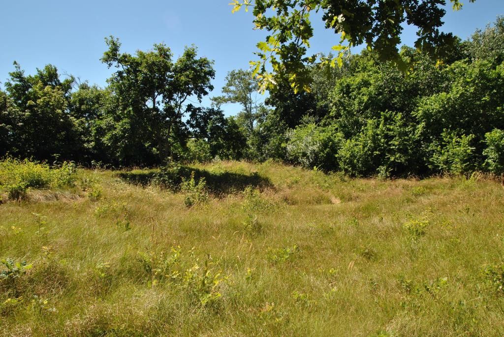 Velduil vakantiehuis in De Cocksdorp, Texel met weelderige groene omgeving.