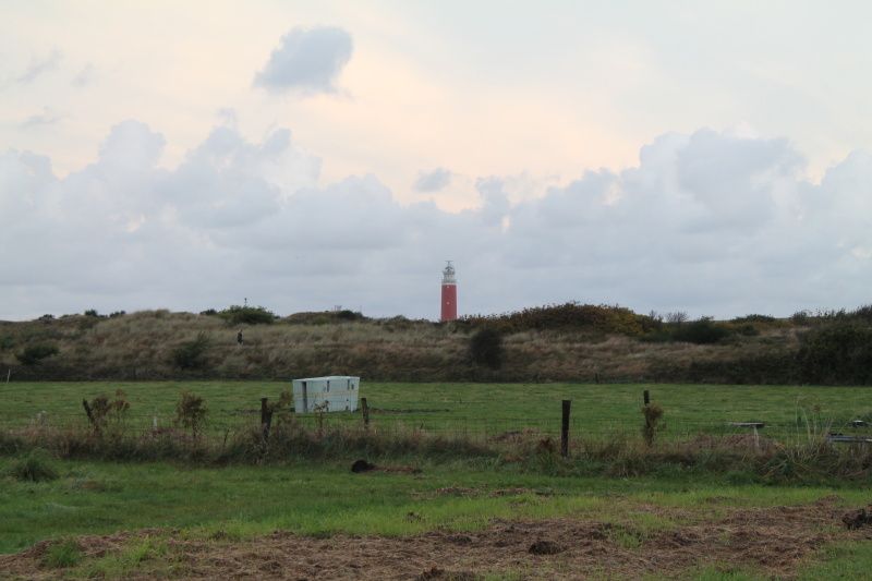 Guest house 0101173 - Holiday property Texel - Duin-/vuurtorenzicht vrijstaand