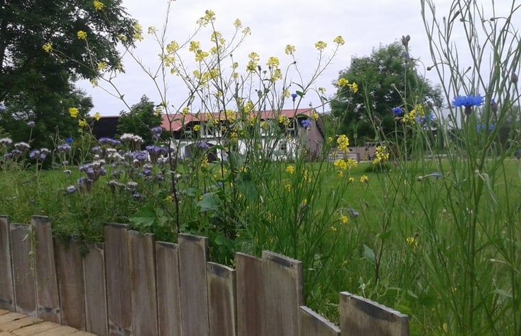 Natuurlijke omgeving van Huisje in De Cocksdorp, Texel, met wilde bloemen en weids uitzicht.