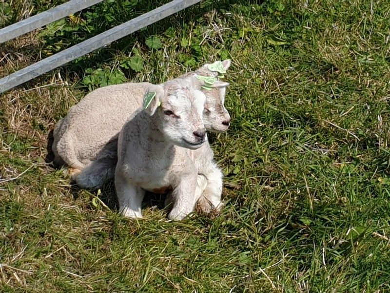 Adorable lambs near Holiday Cottages Family Bouthoorn, Zuid-Eierland, Texel.