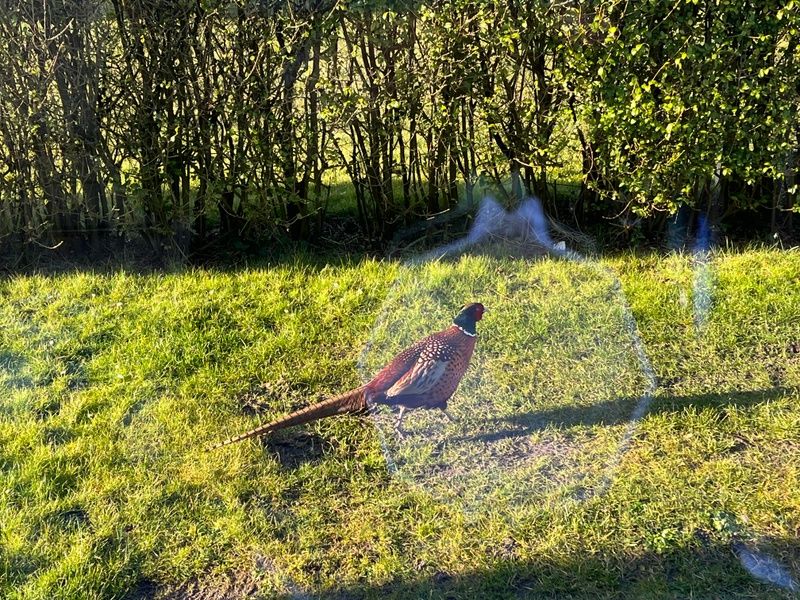 Fasan im Garten von Bungalow 9300, De Cocksdorp, Texel, Natur rund um Ferienhaus auf den Watteninseln.