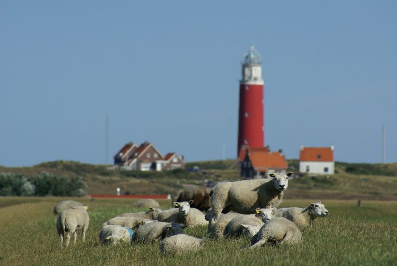 Iconic lighthouse and sheep pasture near Type B-10 Hodshonstraat vacation home, De Cocksdorp, Texel, discover the Wadden Islands.