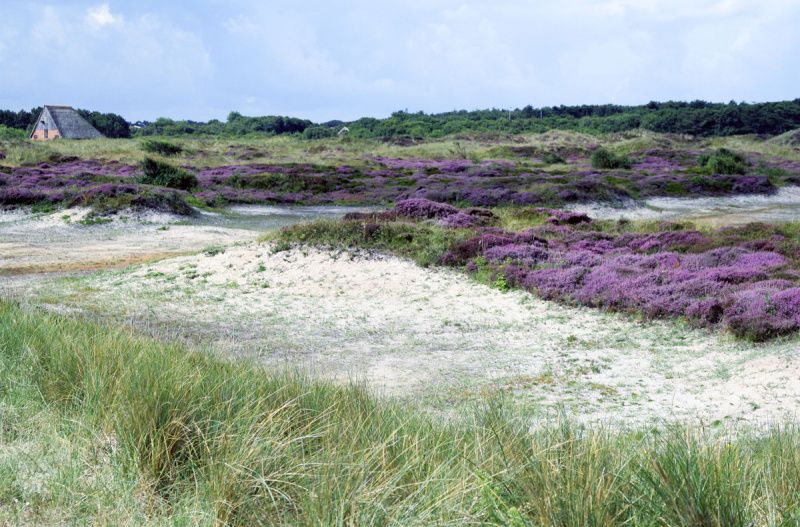 Verblijf 010253 - Vakantiewoning Texel - Stappeland - De Kemphaan