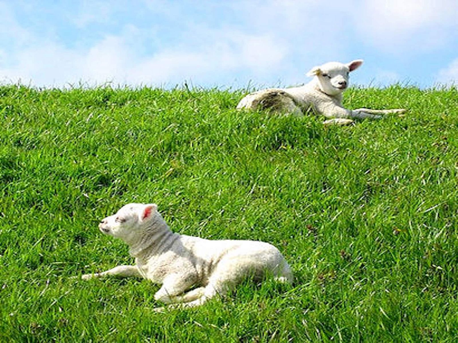 Guest house 0102949 - Holiday property Texel - So What 19