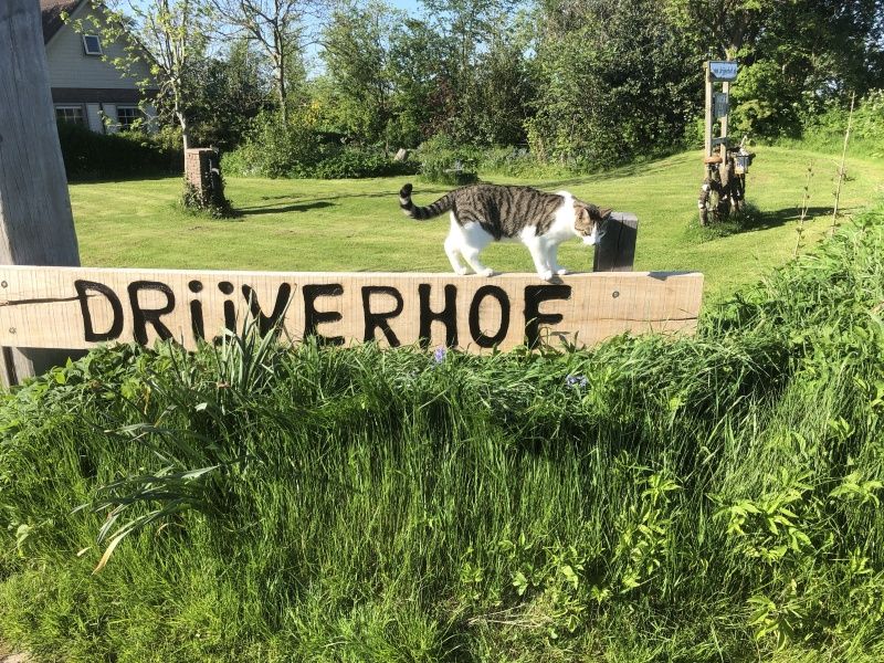 Guest house 010401 - Holiday property Texel - Appartement 3 persoons