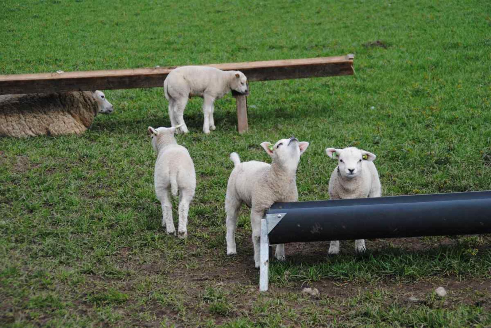 Gemuetliches Wohnzimmer im NH010 Ferienhaus, Den Burg, Texel, Watteninseln