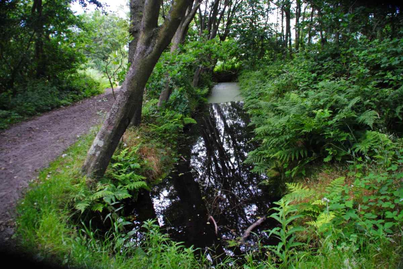 Schafe auf der Wiese beim Ferienhaus NH010, Den Burg, Texel, Watteninseln