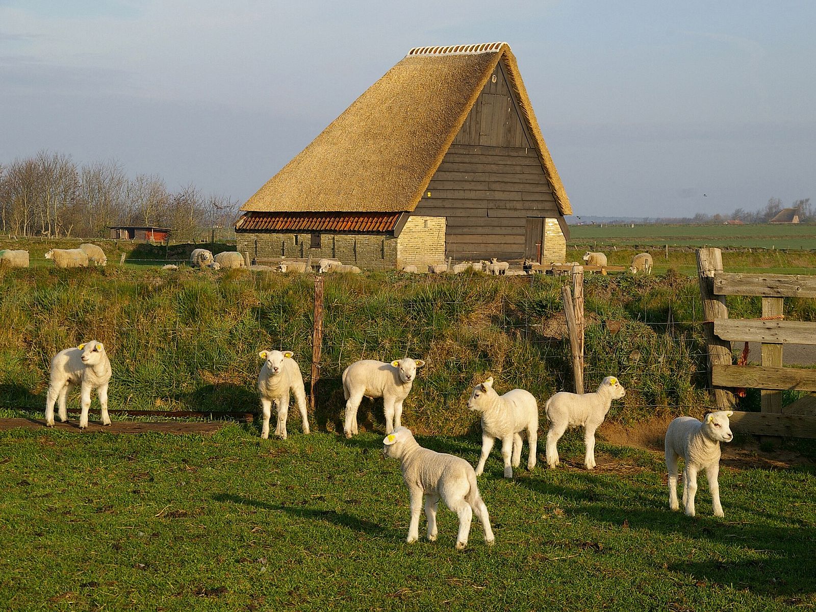 Unterkunft 0104196 - Ferienhaus Texel - Tempelier 39