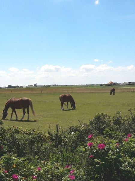 Unterkunft 010581 - Ferienhaus Texel - Westewind 4 pers.
