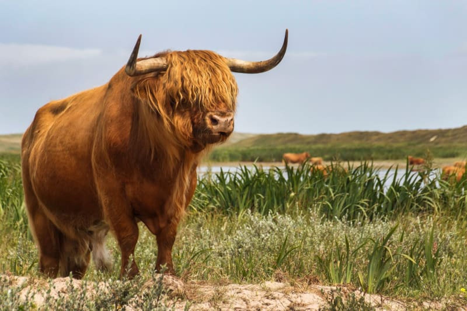 Verblijf 010598 - Tenthuis Texel - Ingerichte Boogtent