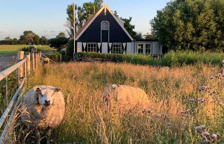 Sheep near Holiday home in Oosterend, Texel, add a rural charm to the stay.
