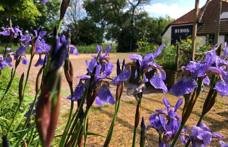 Blooming flowers in garden of Holiday home in Oosterend, Texel. Colorful vacation home on the Wadden Islands.