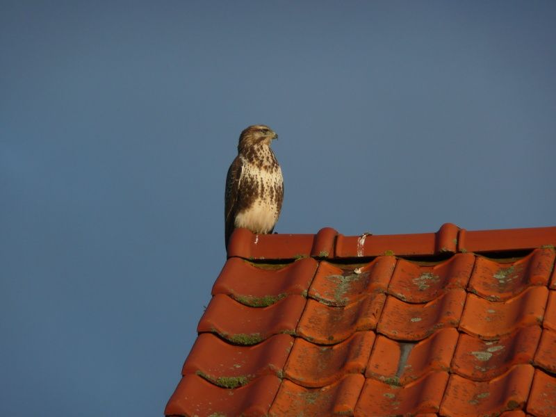 Vogel op het dak van 8690 - Junier - Huisman vakantiehuis, Zuid-Eierland, Texel, met helderblauwe lucht.