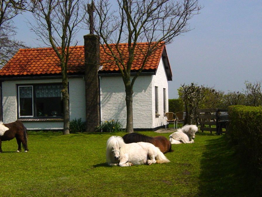 Langfristiges Ferienhaus mit Ponys im Garten, De Dennen, Texel, Watteninseln.