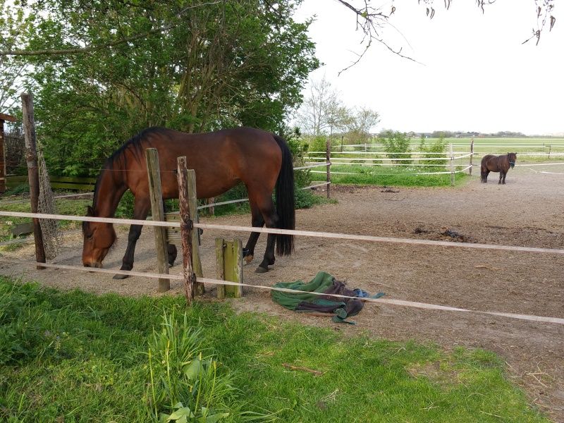 Natural surroundings at Helianthus vacation home in De Dennen, Texel with grazing horses.