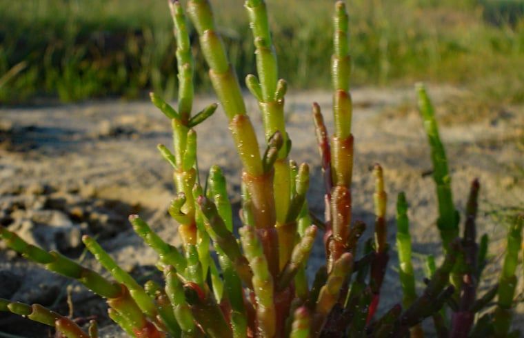 Unterkunft 031017 - Ferienhaus Terschelling - Vakantiehuis in Oosterend