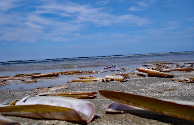 Unterkunft 031027 - Ferienhaus Terschelling - Huisje in Oosterend
