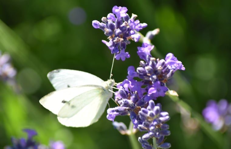 Vlinder op lavendel in de tuin van Huisje in Oosterend, Terschelling.