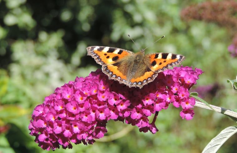 Kleine vos vlinder op paarse bloem bij vakantiehuis Oosterend, Waddeneilanden.