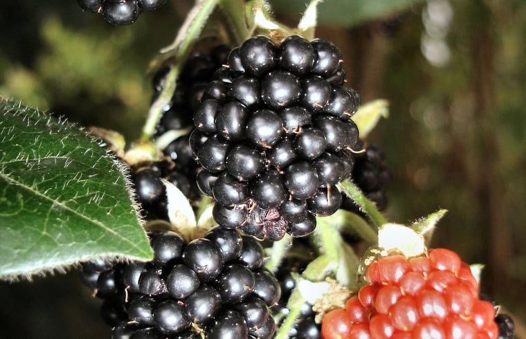 Rijpe bramen in de tuin van Huisje in Oosterend, Terschelling.