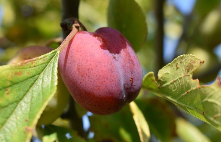 Rijpe pruim aan boom in de tuin van Huisje in Oosterend, Terschelling.