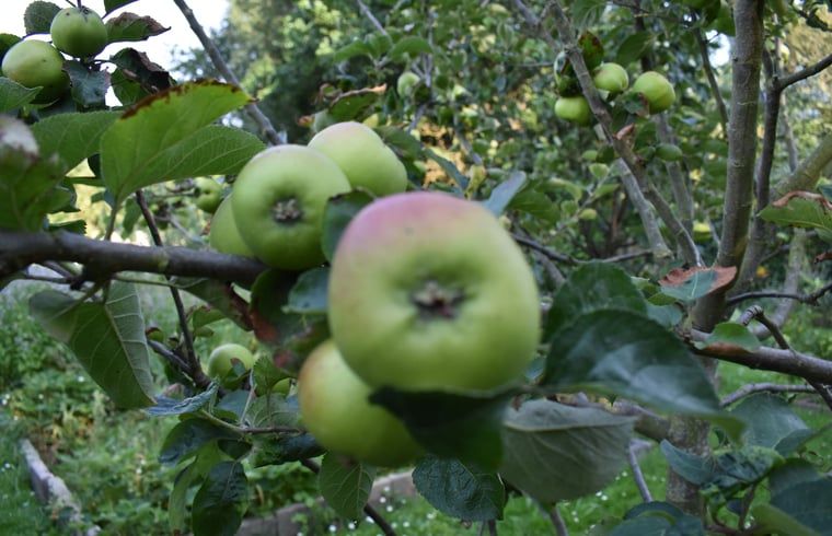 Groene appels aan boom bij vakantiehuis Oosterend, Waddeneilanden.