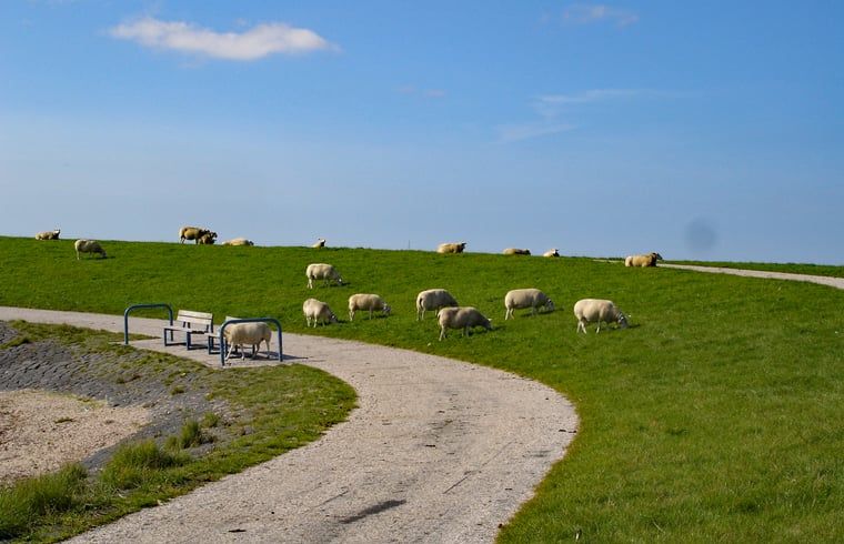 Schapen grazen op dijk nabij Huisje in Oosterend, Terschelling.