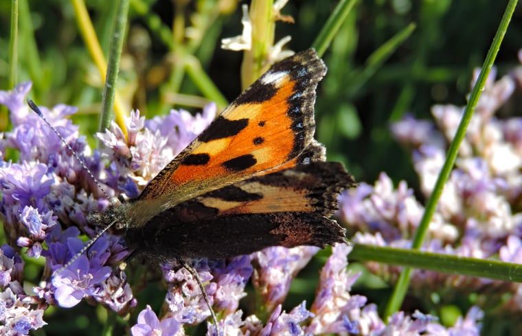 Kleine vos vlinder op bloemen in de tuin van vakantiehuis Oosterend, Waddeneilanden.