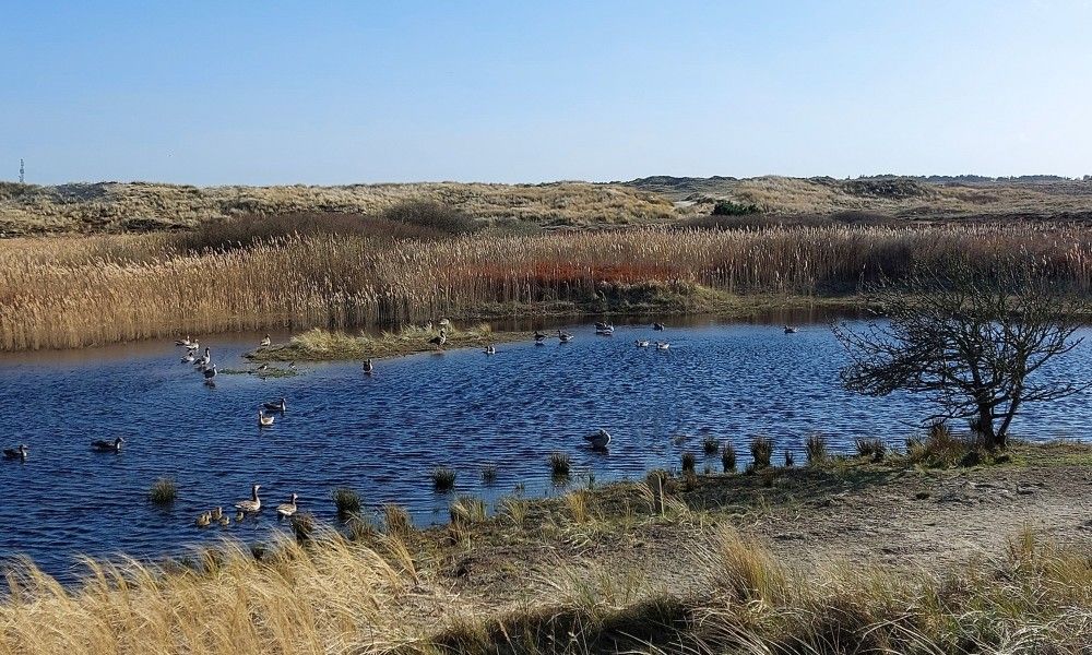 Unterkunft 031415 - Bungalow Terschelling - Smaragd