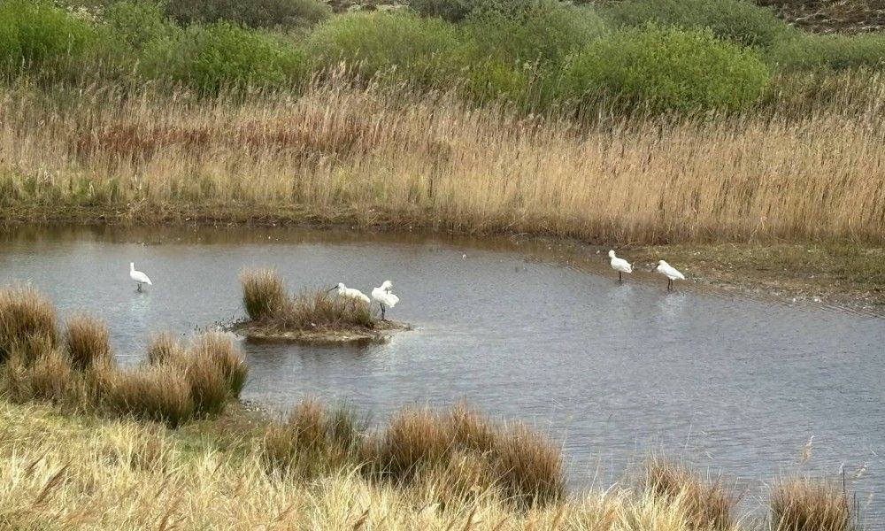 Unterkunft 031415 - Bungalow Terschelling - Smaragd