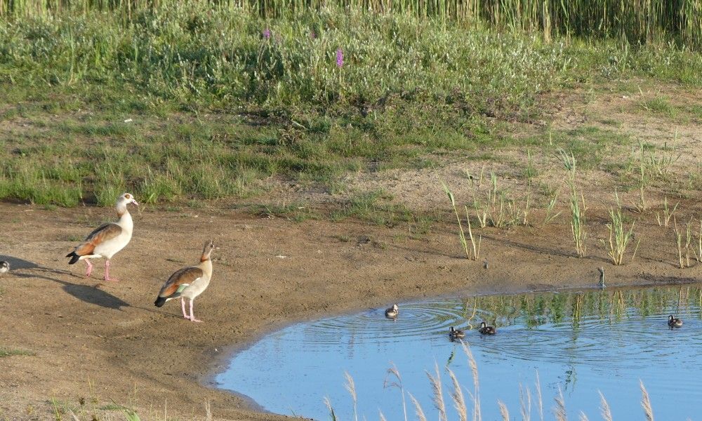 Unterkunft 031415 - Bungalow Terschelling - Smaragd