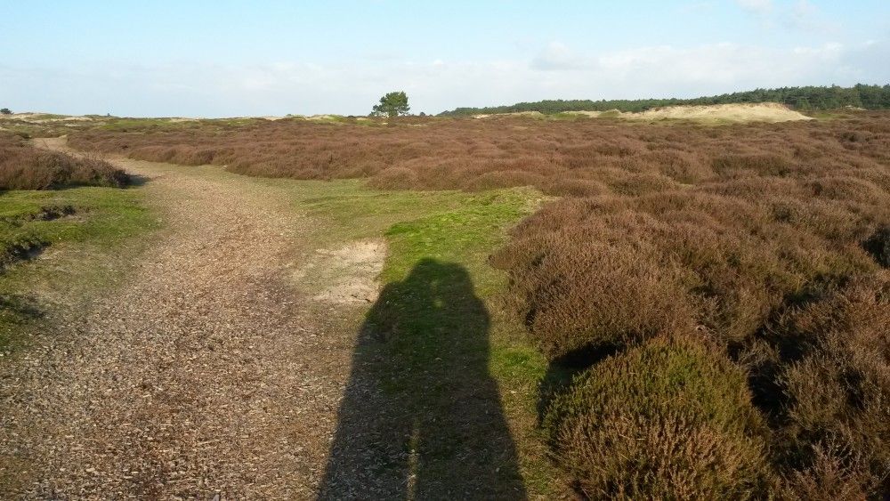 Guest house 031548 - Bungalow Terschelling - Glissando