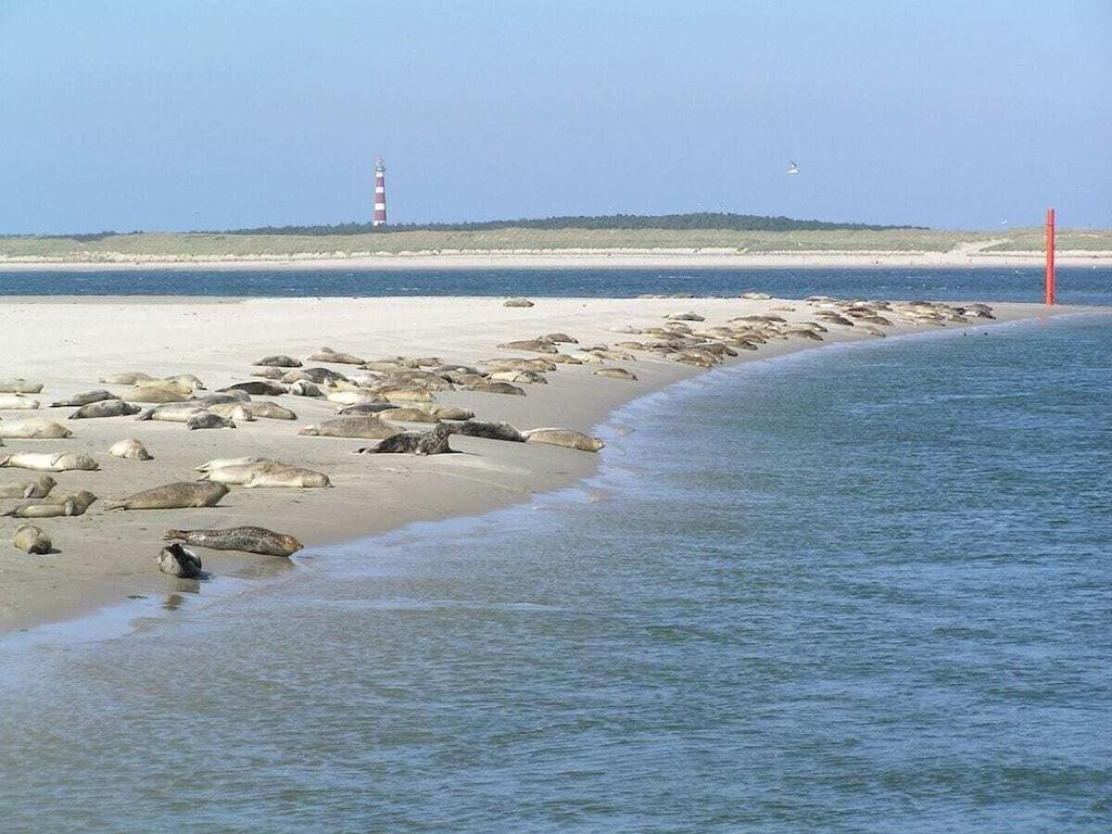 Unterkunft 040130 - Ferienhaus Ameland - 293562