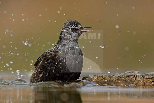 Das Protter-Chalet in Buren, Ameland, bietet ein ruhiges Naturerlebnis auf den Watteninseln.