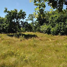 Velduil vakantiehuis in De Cocksdorp, Texel met weelderige groene omgeving.