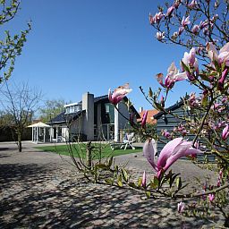 Bluehende Magnolie im Garten des Ferienhauses Blom & Co, De Cocksdorp, Texel.