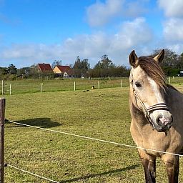 Pferde auf der Wiese beim Ferienhaus in Den Burg, Texel, Ferienhaus inmitten der Natur auf den Watteninseln.