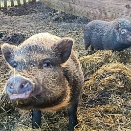 Niedliche Schweine im Huisje in Den Burg, Texel, Ferienhaus mit Bauernhoferfahrung auf den Watteninseln.