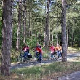 Radweg durch den Wald bei Hoogelandt 10 - Awali in De Koog, Texel.