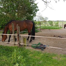 Natural surroundings at Helianthus vacation home in De Dennen, Texel with grazing horses.
