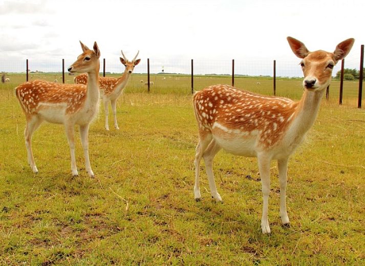 Gemuetliches Wohnzimmer in Comes well Ferienhaus, De Cocksdorp, Texel mit bequemen Sofas.