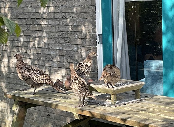 Unterkunft 01011015 - Ferienhaus Texel - Roggeslootweg 173