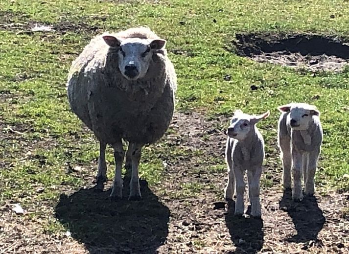 Moderne Kuechenausstattung in Krim 661 mit Sauna, Stuha und Grill, ein gemuetlicher Bungalow in De Cocksdorp, Texel, Watteninseln.