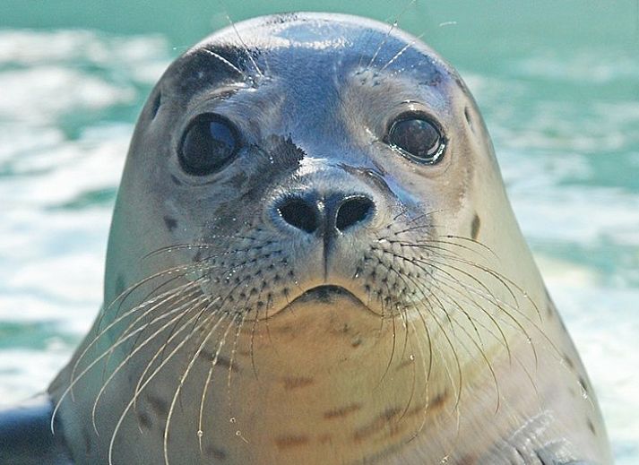 Gemuetliches Esszimmer in Krim 661 mit Sauna, Stuha und Grill, ein Bungalow in De Cocksdorp, Texel, mit Blick auf den gruenen Garten.