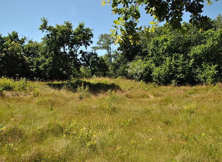 Velduil vakantiehuis in De Cocksdorp, Texel met rieten dak en groene omgeving.