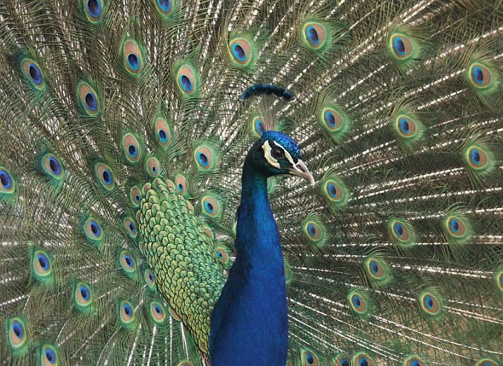 Spacious dining room in the Oorsprong, De Cocksdorp, Texel, vacation home with long table.