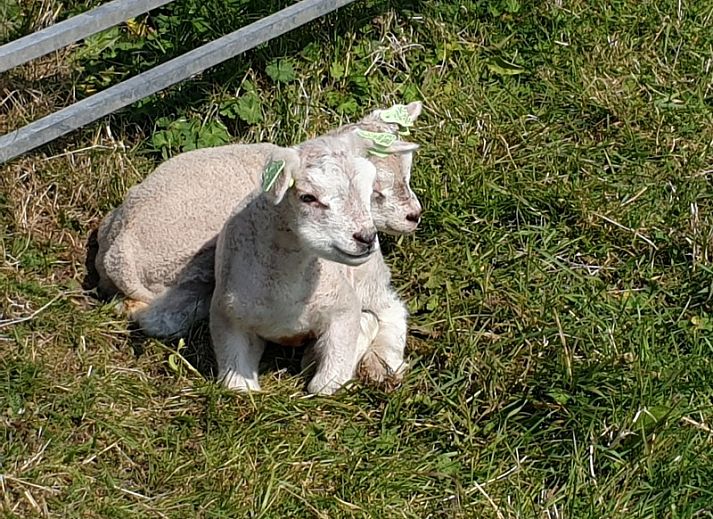 Bright living room with a view at Holiday Homes Family Bouthoorn in Zuid-Eierland, Texel.