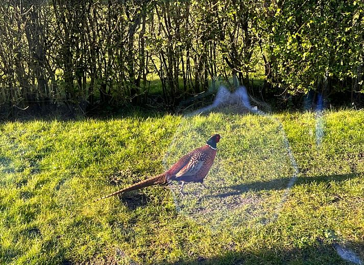 Moderne Kueche im Bungalow 9300, Texel mit Gartenblick, perfektes Ferienhaus in De Cocksdorp, Watteninseln.